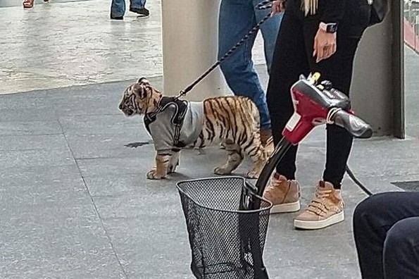 Mujer pasea en plaza comercial con un cachorro de tigre 