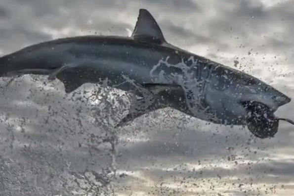 Captan sorprendente salto de un tiburón blanco (+video)