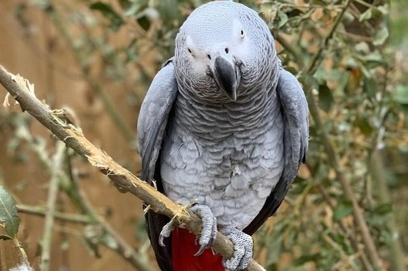 Expulsan a cinco loros de un zoológico por majaderos y leperos (+fotos)