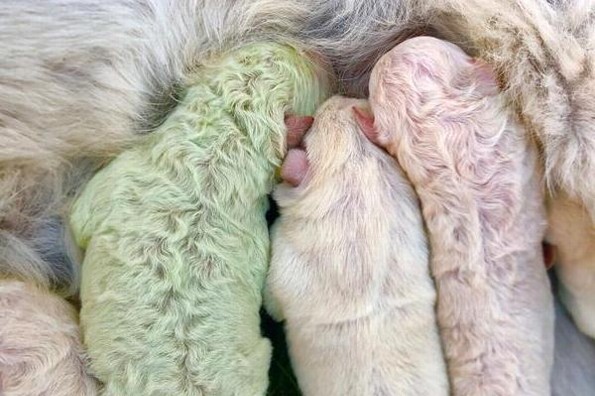 Sorprende el nacimiento de un perrito con pelo verde 