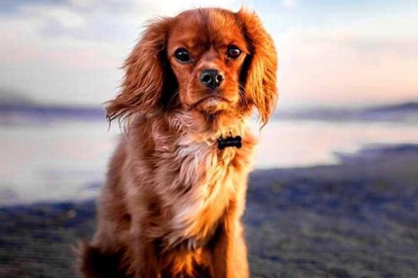 Estudio revela que los perros pueden detectar la maldad de la gente