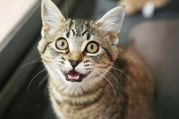 Lanzan aplicación para traducir los maullidos de los gatos 