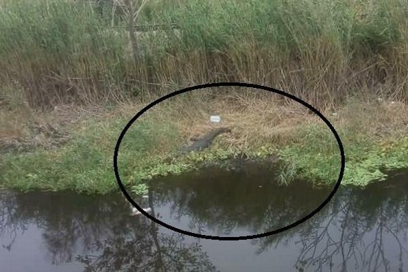 Hallan un lagarto en la entrada Geo Villas del Puerto, en Veracruz