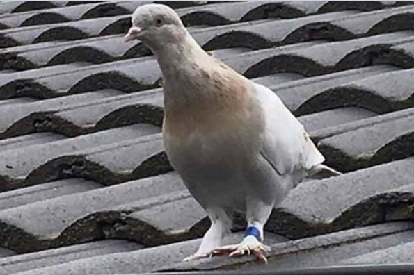 Australia busca matar a paloma que llegó desde EU
