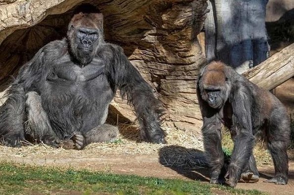 Gorilas de zoológico de San Diego dan positivo a COVID-19