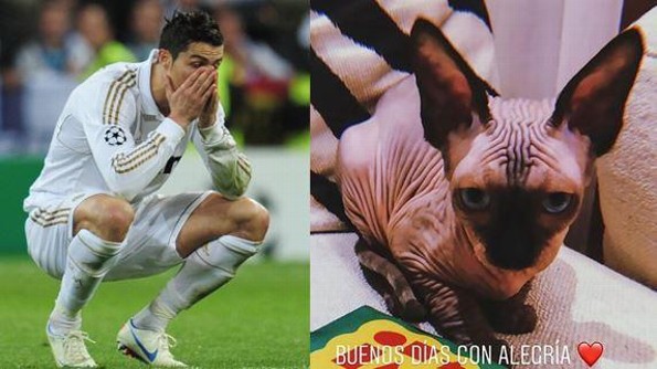 Atropellan al gato de Cristiano Ronaldo y lo trasladan en jet privado a España