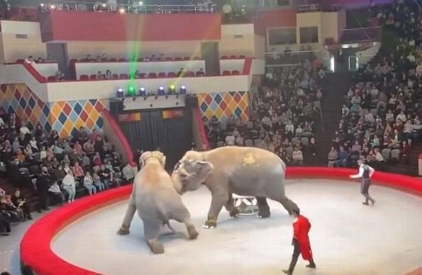Elefantes se pelean en plena función de circo (+video)