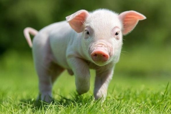 Estudio revela que mamíferos pueden respirar por el ano en caso de emergencias