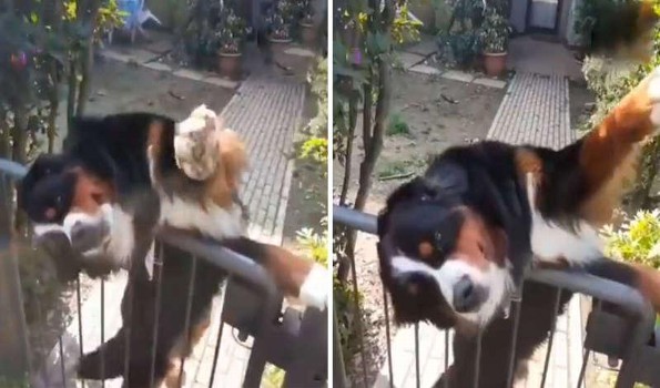 Perrito espera a su vecino para saludarlo antes de que se vaya a trabajar (+video)
