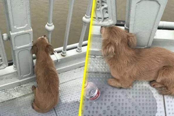 Perrito fiel espera a su dueño en el puente donde lo vio saltar (+video)