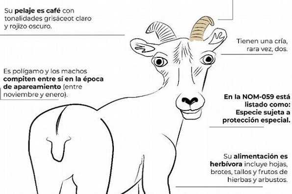 Infografías de Profepa sobre animales desatan burlas (+fotos)