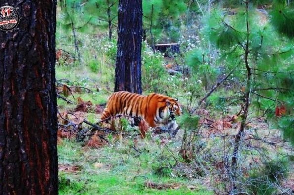 Captan a un tigre de bengala en carretera de Jalisco (+fotos/video)