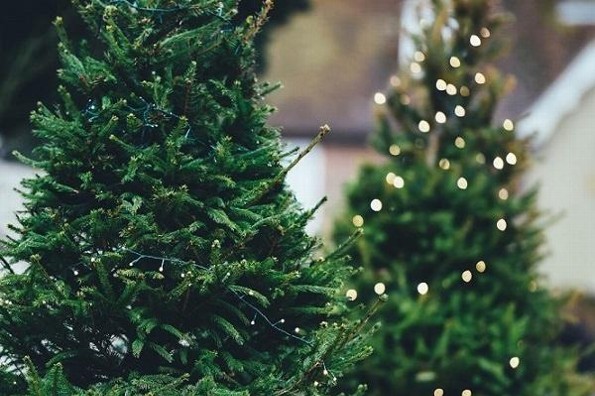 ¿Ya quitaste tu árbol? No lo tires, recíclalo; checa dónde