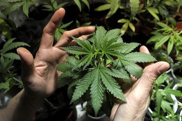 Cannabis podría prevenir el COVID-19, revela estudio