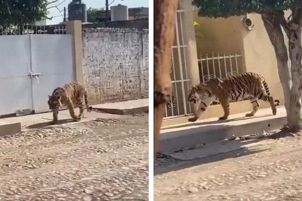 ¡Qué fresco! Captan a tigre de bengala deambulando en la calle (+video)