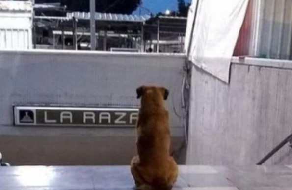 ¡El Hachiko mexicano! Este perrito espera a su dueña día y noche en el metro de la CDMX