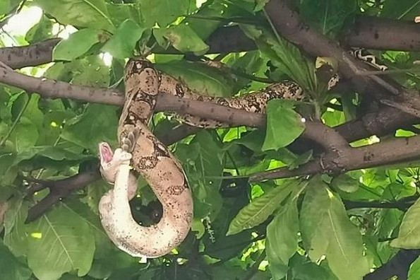 Impresionante serpiente aparece en el árbol de una casa, en Veracruz (+video)