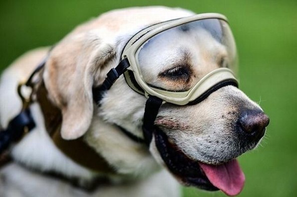 Muere Frida, perrita rescatista de la Marina en sismo del 19-S