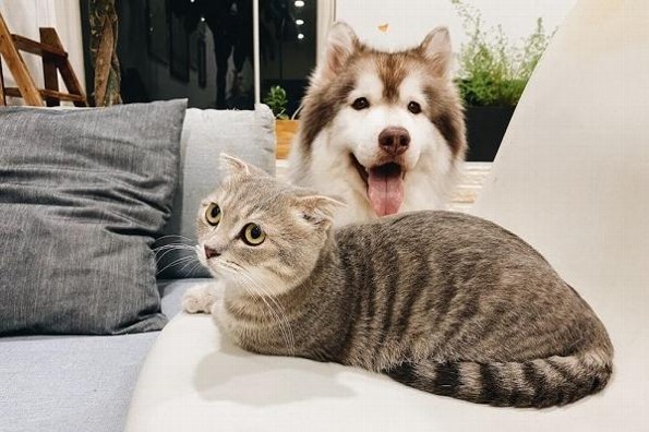 ¿Tienes mascota? Estas enfermedades le puede afectar ante bajas temperaturas