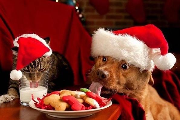 ¿Qué alimentos navideños pueden comer las mascotas?