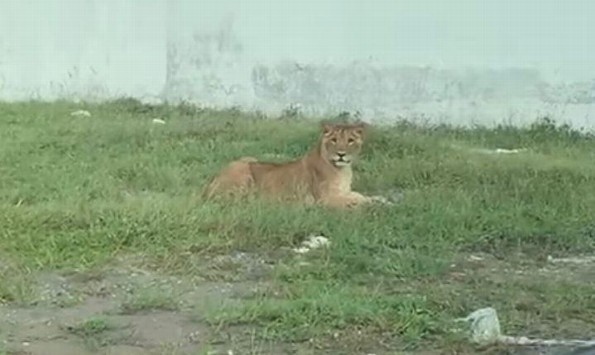 ¡Pánico! Se escapa un león en la Riviera Veracruzana (+video)