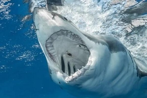 ¡Clásica de 1975! Reestrenan en cines la película 