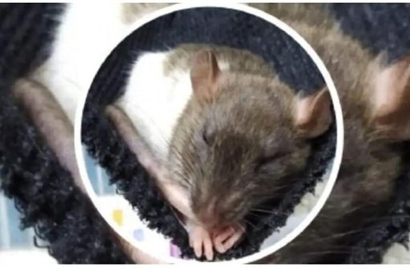 Piden apoyo para encontrar a una rata en Veracruz; 