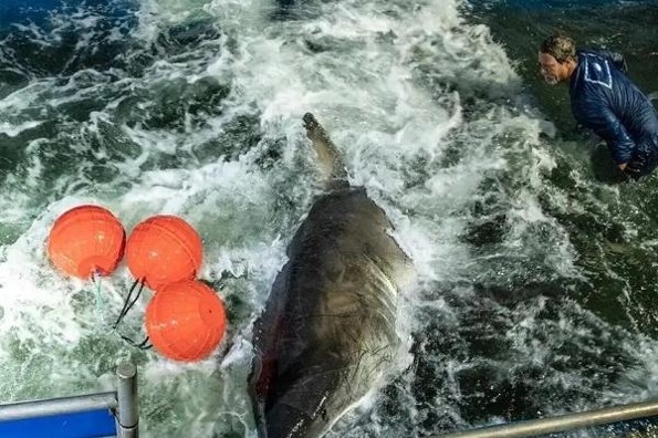 Enorme tiburón blanco ronda las costas de Veracruz, ¿Qué se sabe? (+video)