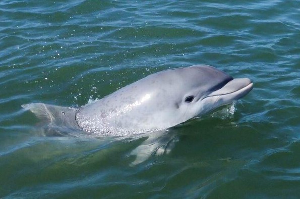Delfines son captados cerca del Malecón de Veracruz (+video)