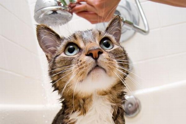 ¿Cada cuánto se deben de bañar a los perros y gatos?