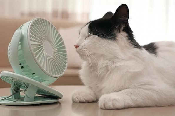 ¿Cómo cuidar a nuestras mascotas de las altas temperaturas?
