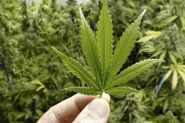 Hoy es el Día Mundial de la Marihuana: Mitos y Realidades 