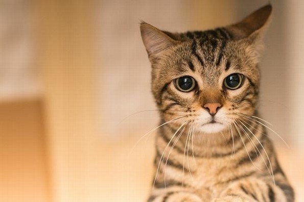 ¿Qué pasa si se le cortan los bigotes a los gatos?