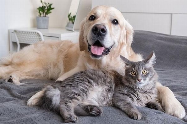 ¿Qué tipos de personalidades tienen las mascotas?