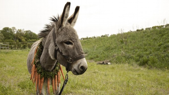 Hoy es el día mundial del Burro
