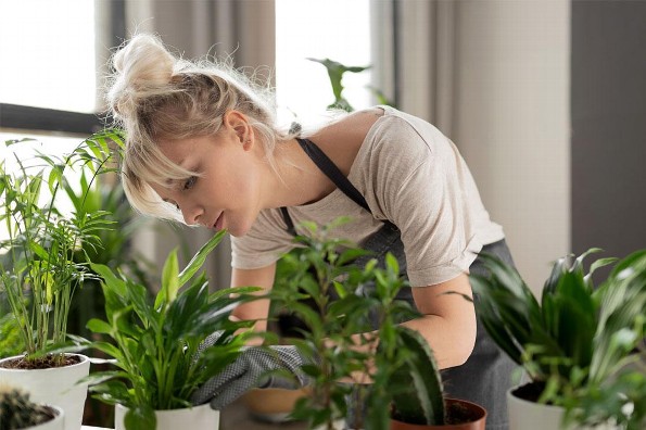 Beneficios de tener plantas 