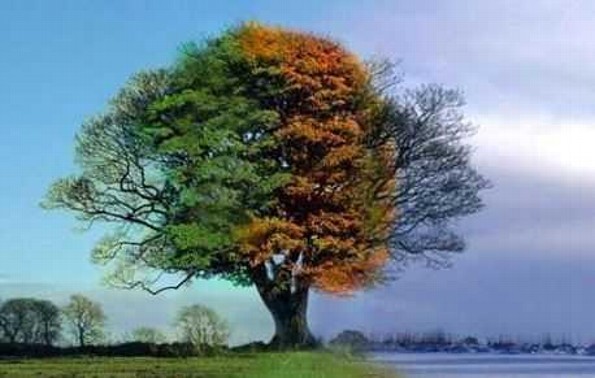 Reflexión: "El árbol triste"