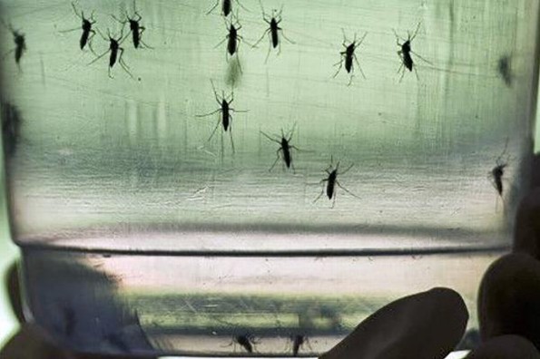 ¿Cómo prevenir la propagación del dengue, chikungunya y zika?
