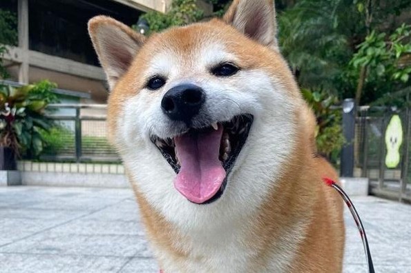 Murió Cheems, el famoso perrito de los memes  Murió Cheems, el famoso perrito de los memes