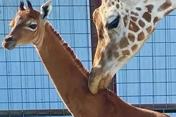 Nace extraña jirafa sin las manchas clásicas (+video)