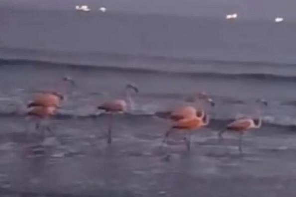Captan a seis flamingos caminando en playa de Boca del Río (+video)
