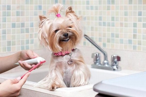 Tips para cepillar los dientes a tu perro