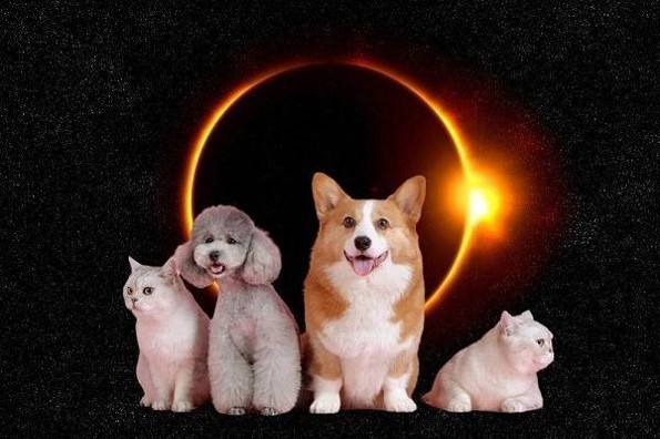 ¿Qué comportamiento tendrán los animalitos durante un eclipse?
