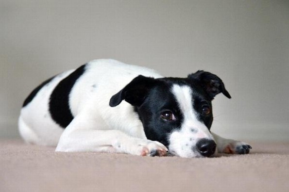 ¿Qué tratamientos existen para quitar el dolor en mascotas?