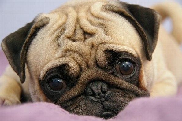 ¿Qué hacer si nuestra mascota presenta una enfermedad respiratoria?