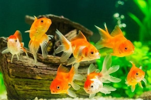 Aseguran que los peces 