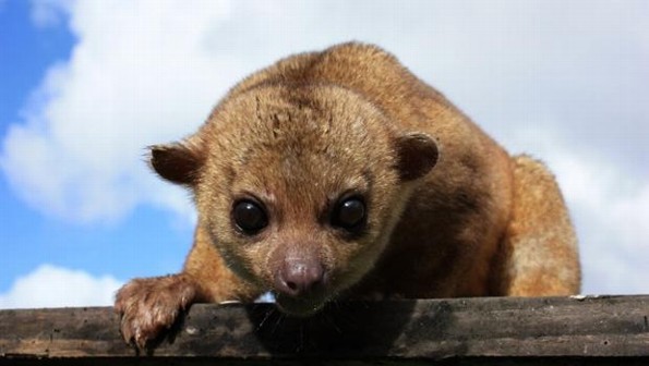¿Conocías a la martucha jarocha? ¡Aquí te la presentamos! 