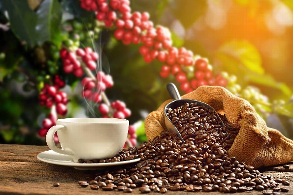 ¿Conocías estos datos curiosos del cafeto la planta del café? 
