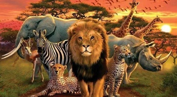 ¿En qué animal reencarnarías segun tu signo zodiacal? ¿Aquí te lo decimos! 