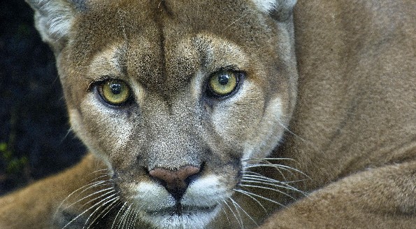 Datos curiosos del enigmático puma segundo felino mas grande de América